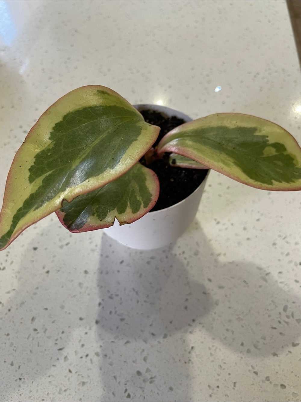 Ont only - Variegated Peperomia Plant with Pink Edging